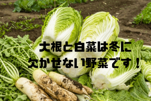 大根と白菜は冬に欠かせない野菜です