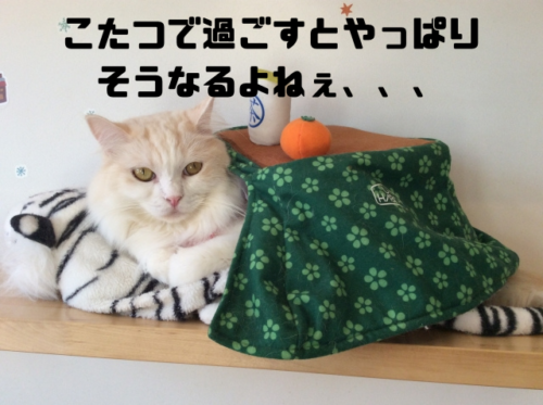 こたつで過ごすとやっぱりそうなるよねぇ、、、