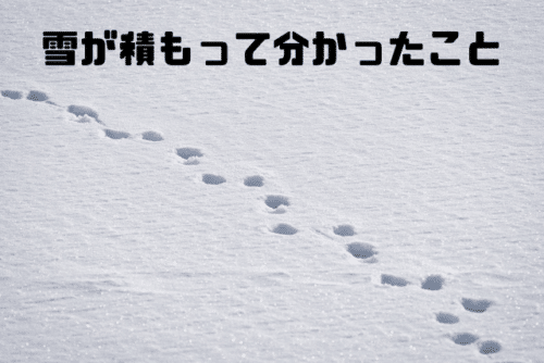 雪が積もって分かったこと