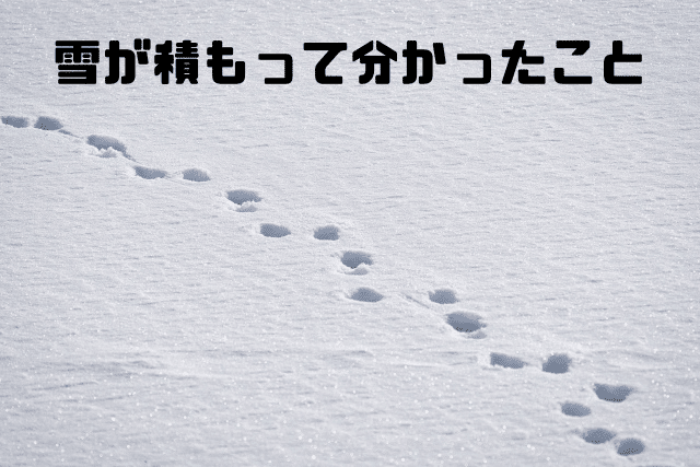 雪が積もって分かったこと