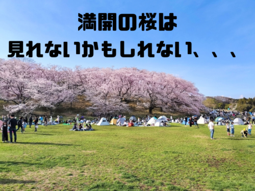満開の桜は見れないかもしれない