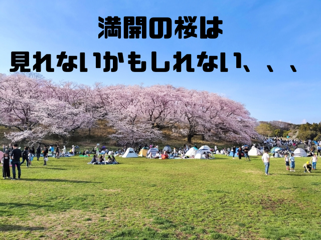 満開の桜は見れないかもしれない