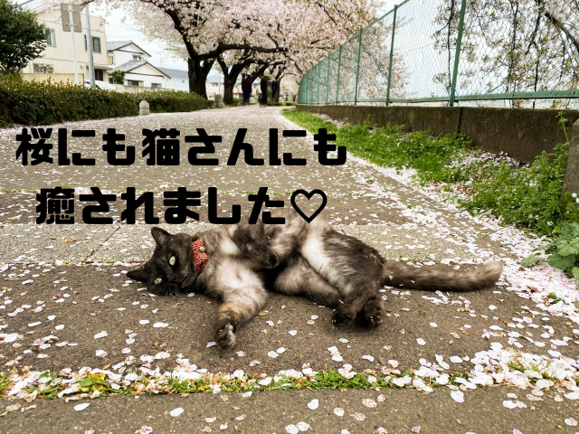桜にも猫さんにも癒されました