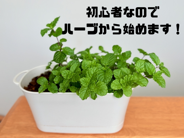 初心者なのでハーブから始めます