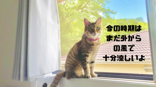 今の時期はまだ外からの風で十分涼しいよ