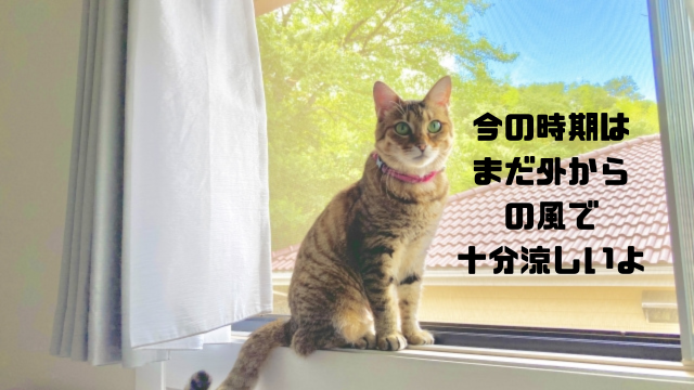 今の時期はまだ外からの風で十分涼しいよ