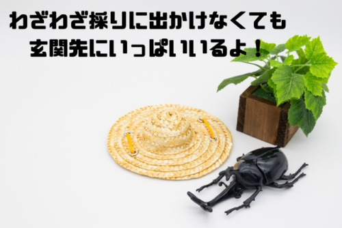 わざわざ採りに出かけなくても玄関先にいっぱいいるよ