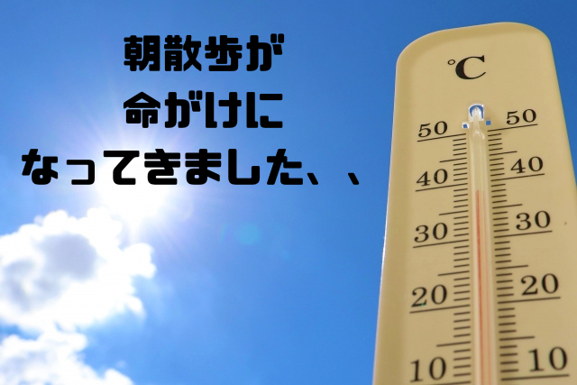朝散歩が命がけになってきました
