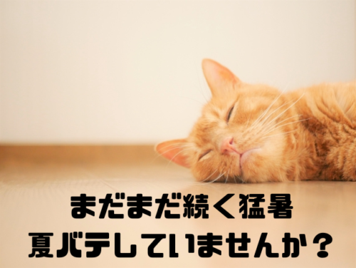 まだまだ続く猛暑夏バテしていませんか