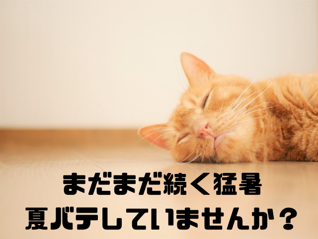 まだまだ続く猛暑夏バテしていませんか